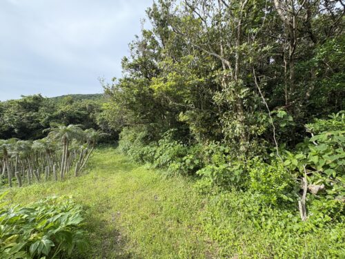 八丈島